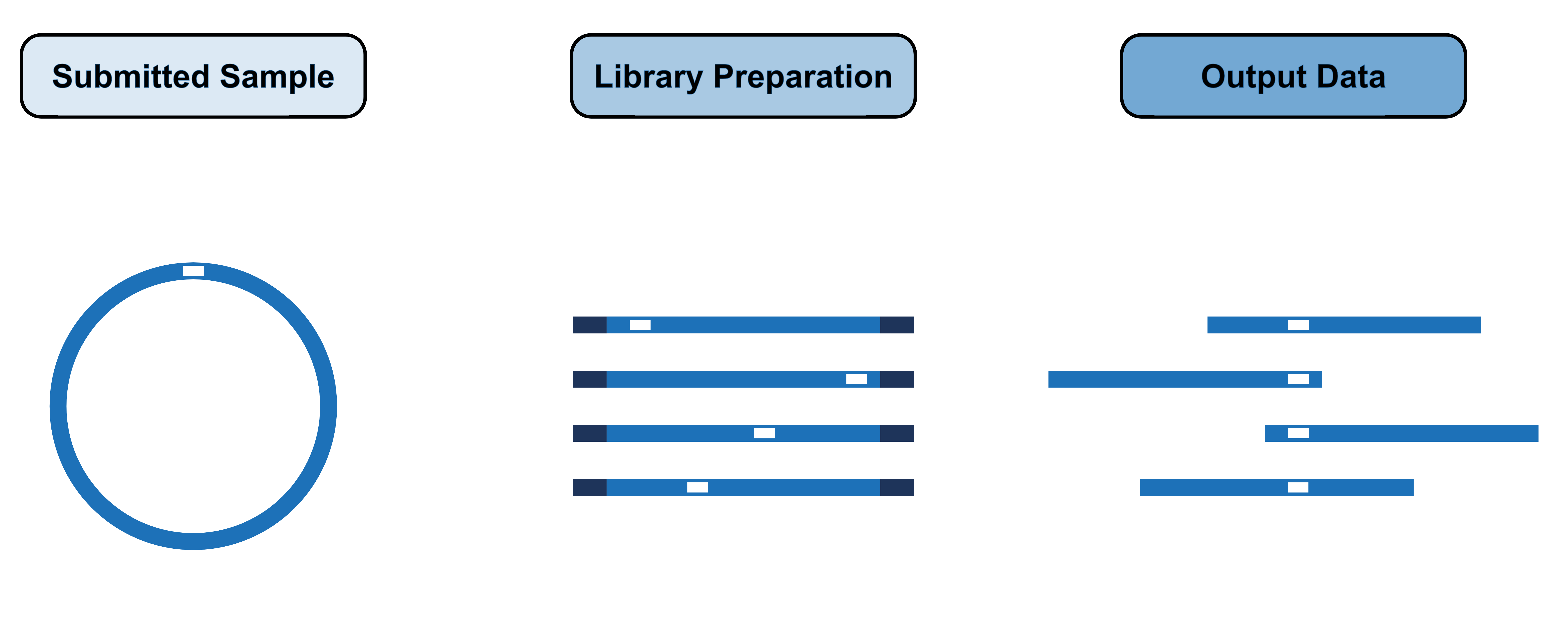 Image showing how plasmid samples are prepared for Nanopore sequencing.